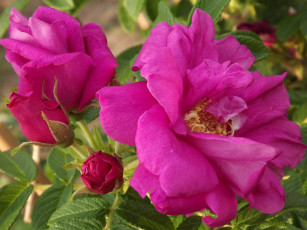 Картинка цветы шиповник бутоны розовый лепестки