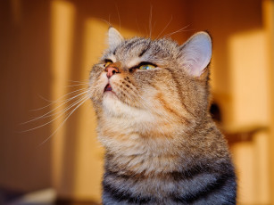 Картинка животные коты котэ портрет мордочка