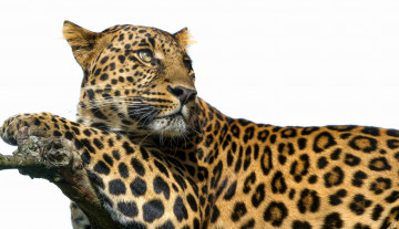 Картинка животные леопарды пятна взгляд хищник