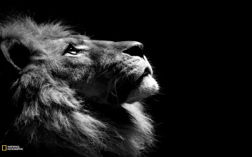 Картинка животные львы грива морда взгляд лев