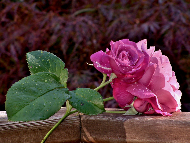 Обои картинки фото цветы, розы, ветка, листья, капли