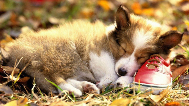 Обои картинки фото животные, собаки, собака, листья, осень, щенок, спящий, ботинок