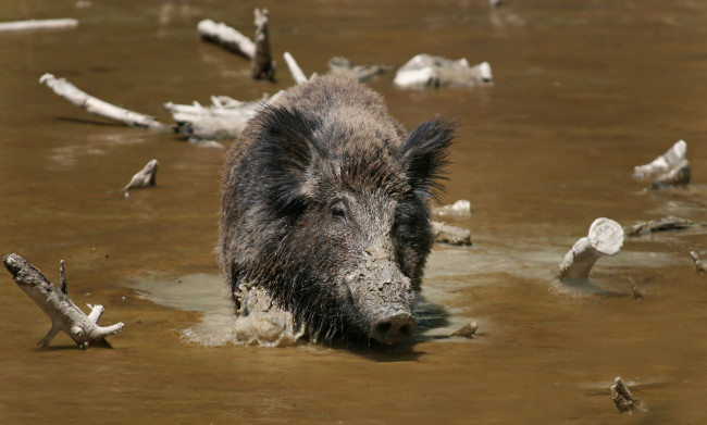 Обои картинки фото животные, свиньи, кабаны, коряги, сучья, кабан, грязь