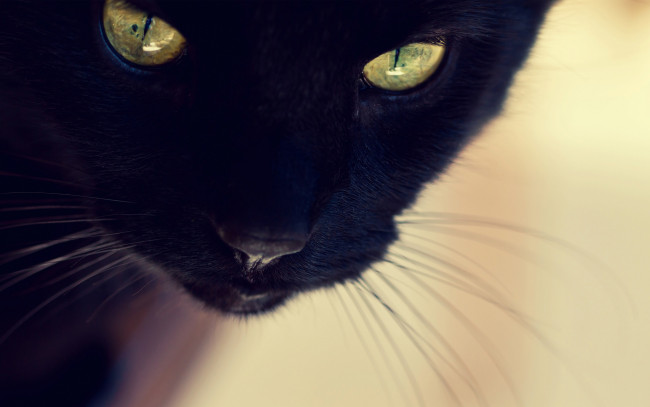 Обои картинки фото животные, коты, черный, кот, морда, глаза