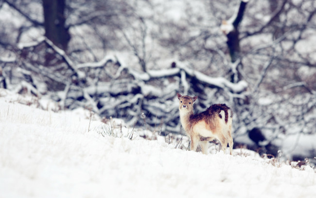 Обои картинки фото животные, олени, природа, олень, зима