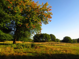 Картинка лондонский+парк++хэмпстед-хит природа парк лондон деревья трава