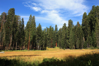 Картинка sequoia+national+park+california+сша природа лес sequoia park калифорния сша парк