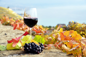 обоя еда, напитки,  вино, листья, вино, виноград, гроздь