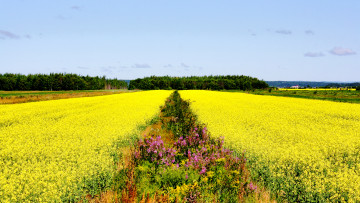 Картинка природа поля цветы горизонт поле