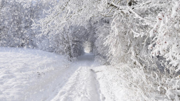 Картинка природа зима дорога снег заснежено деревья лес