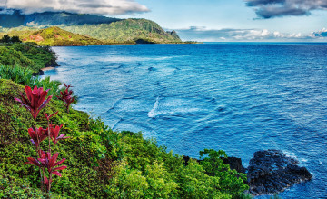 Картинка природа побережье растительность скалы волны бухта океан цветы