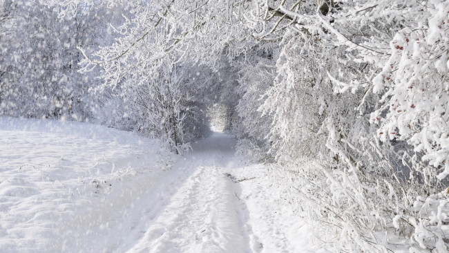 Обои картинки фото природа, зима, дорога, снег, заснежено, деревья, лес
