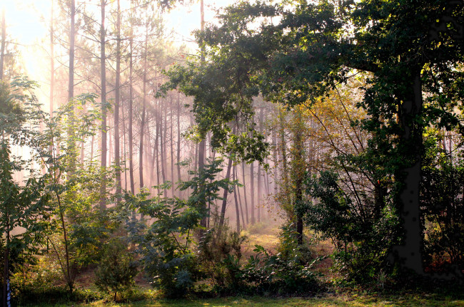 Обои картинки фото morillon  france, природа, лес, france, morillon, свет, лучи, деревья