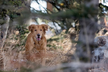 Картинка животные собаки лес пёс рыжий