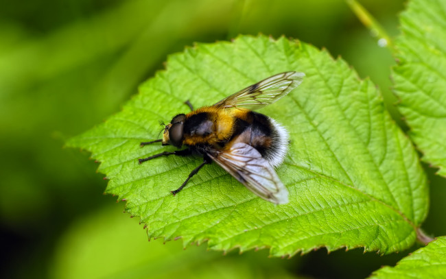 Обои картинки фото животные, пчелы,  осы,  шмели, лист, шмель