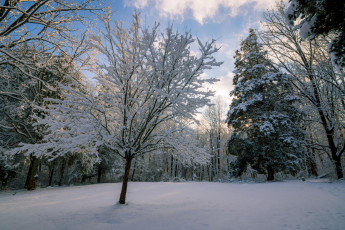 Картинка природа лес снег сугробы зима деревья