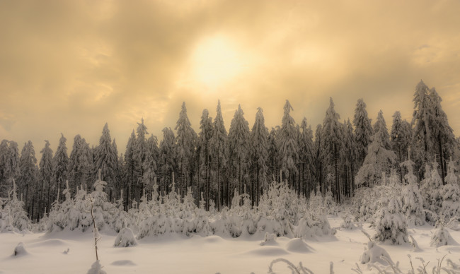 Обои картинки фото природа, лес, зима, утро, снег