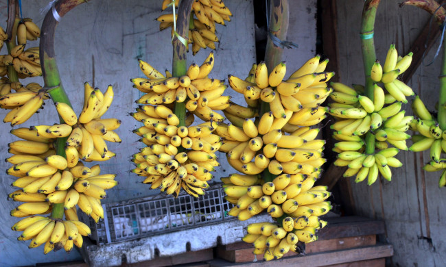 Обои картинки фото еда, бананы, гроздья