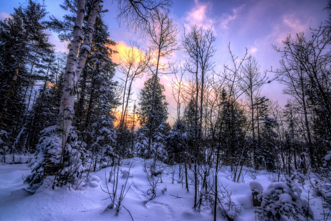 Обои картинки фото природа, лес, снег, деревья, сугробы, зима