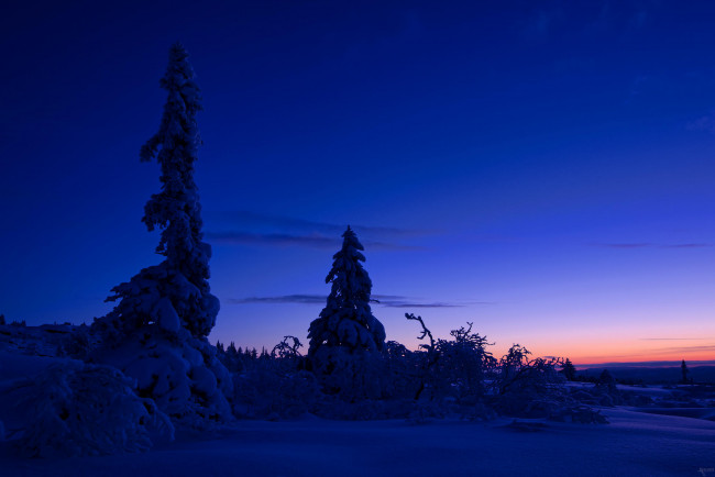 Обои картинки фото природа, зима, снег, деревья, ночь