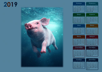 Картинка календари животные свинья вода поросенок