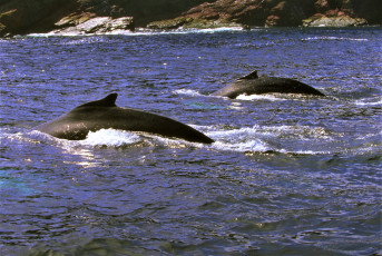 Картинка животные киты +кашалоты берег море спины