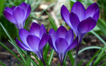 Картинка цветы крокусы листья фиолетовые