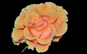 Картинка цветы розы желтая роза
