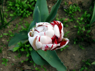 Картинка цветы тюльпаны бутон макро