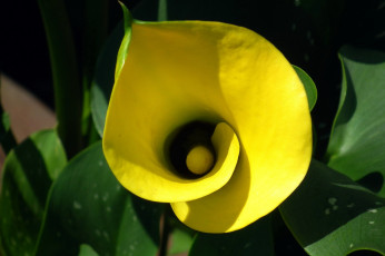Картинка цветы каллы желтая калла макро