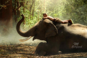 Картинка разное настроения слон мальчик лес