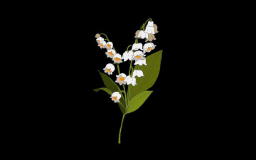 Картинка рисованное цветы ландыш цветок