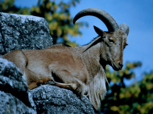 Картинка животные козы