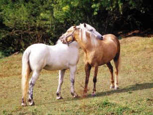 обоя животные, лошади