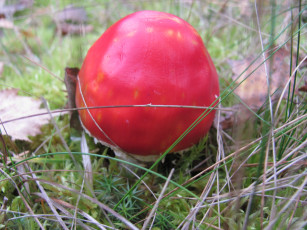Картинка природа грибы шляпка мухомор осень красный