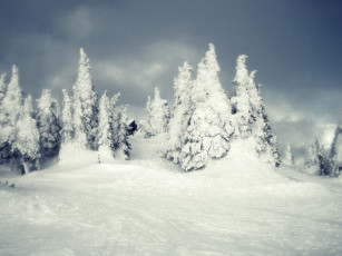 обоя природа, зима, снег, лес
