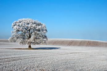 Картинка природа деревья дерево иней зима