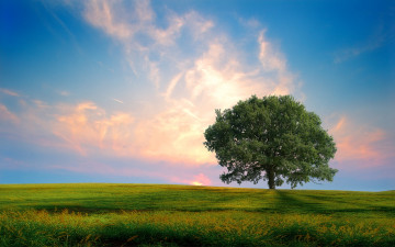 Картинка природа деревья облака поле