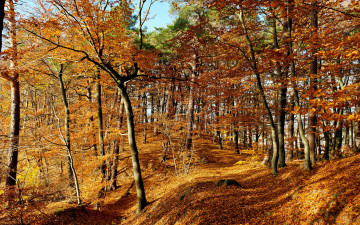 Картинка природа лес осень листья