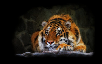 Картинка животные тигры хищник отдых