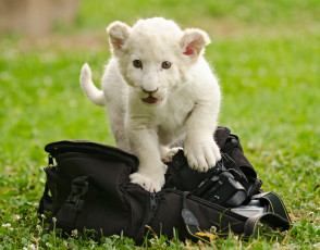 Картинка животные львы котёнок львёнок сумка