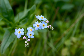 Картинка цветы незабудки синие