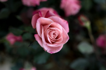 Картинка цветы розы размытость цветок роза розовая