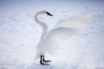 Картинка животные лебеди белоснежный крылья
