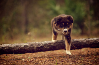 Картинка животные собаки щенок сухие иголки природа ridley палка