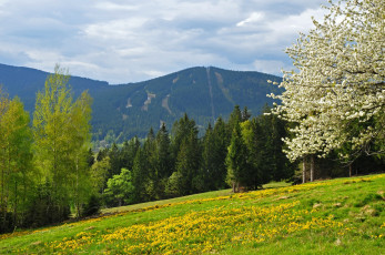 Картинка природа пейзажи поле Чехия шумава лес vrch spicak гора шпичак горы