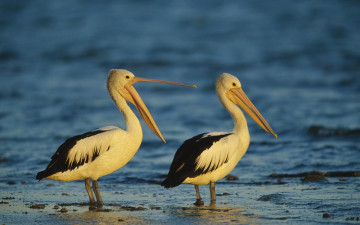 Картинка пеликаны животные мелководье море пара