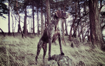 Картинка животные собаки собака лес