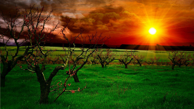 Обои картинки фото природа, восходы, закаты, солнце, тучи, деревья, поле