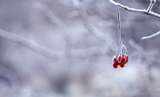 Обои картинки фото природа, Ягоды, рябина, зима, иней, ягоды, ветка